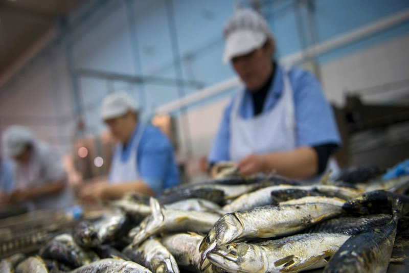 unité de conditionnement de poisson dakhla