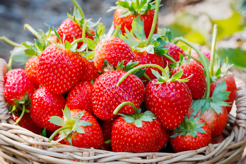 fraises