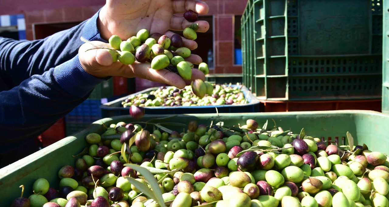 olives huile d’olive filière oléicole