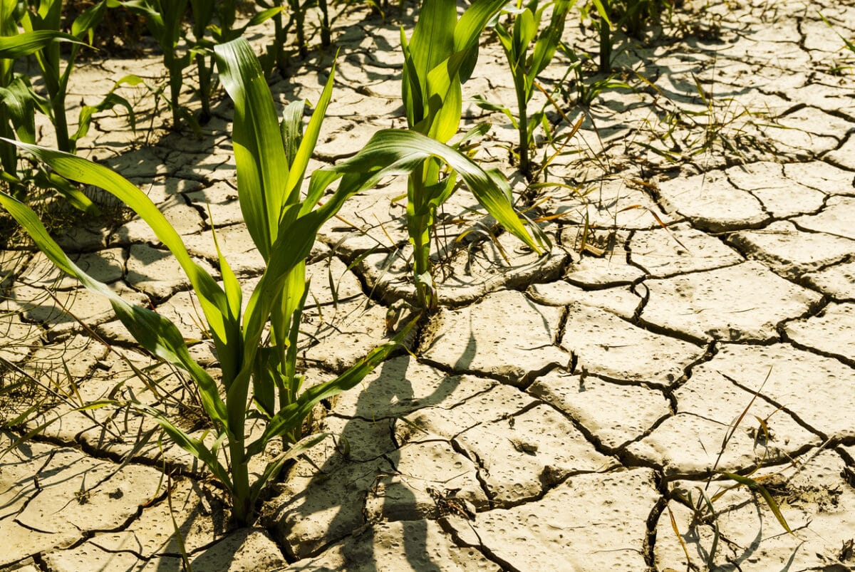 Agriculture in Morocco, between the hammer of agricultural modernization and the anvil of water stress…