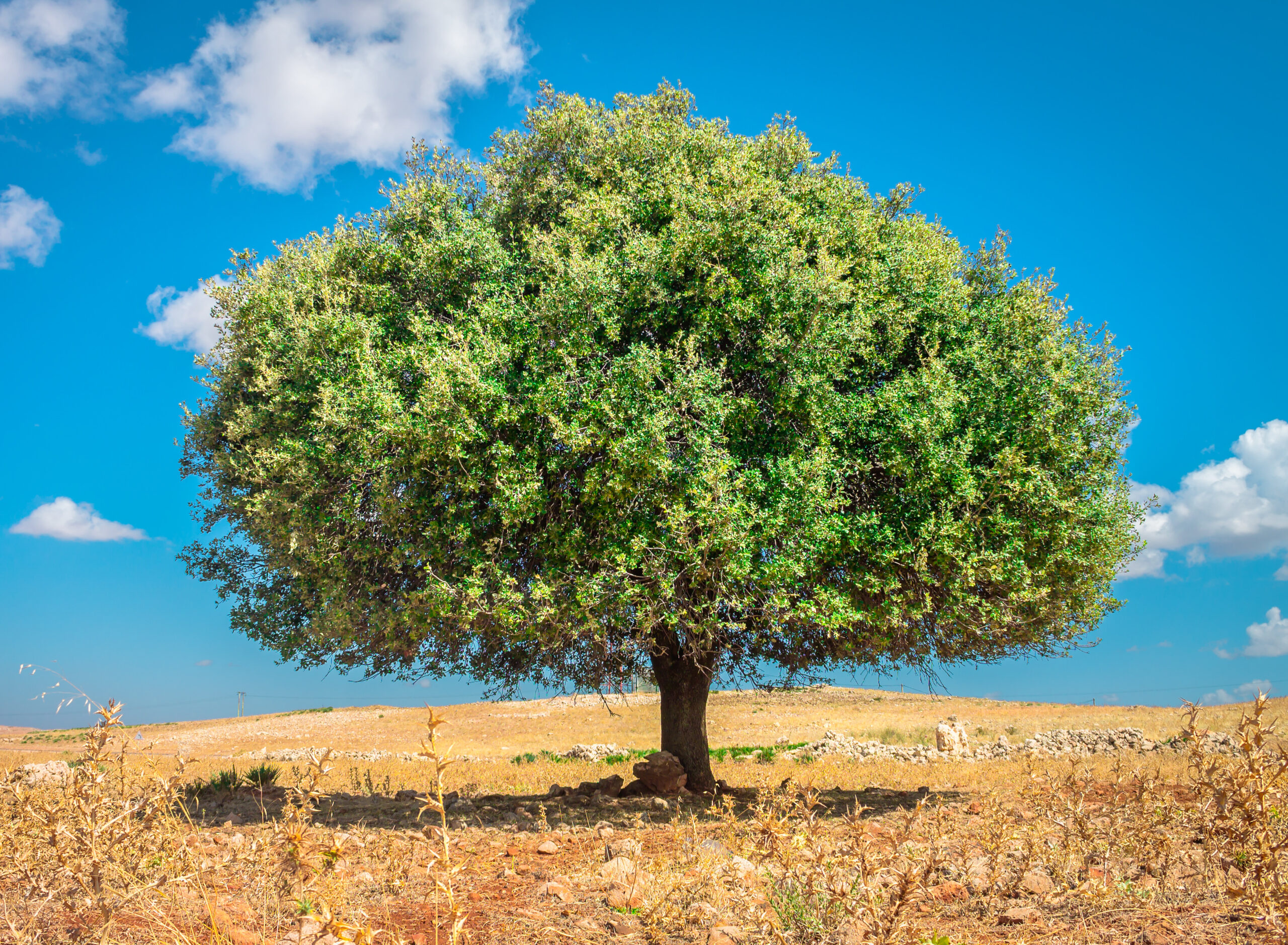 Argan,Tree,In,The,Sun,,Morocco