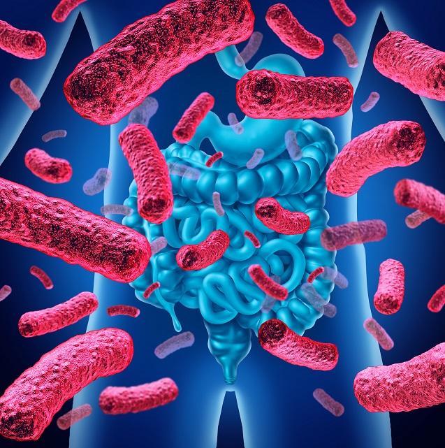 Microbiote instestinal 2