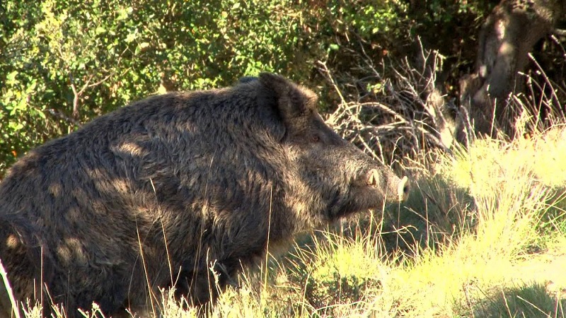 gros-sanglier-croatie-chasse-battue