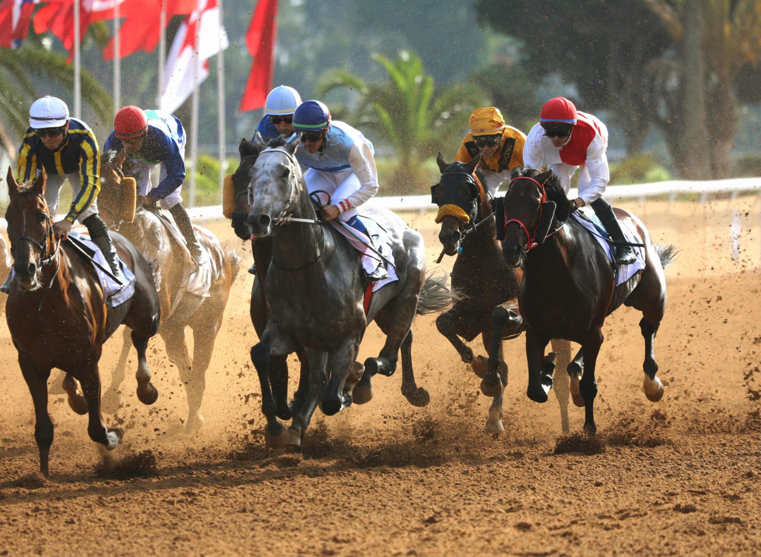 Meeting international du Maroc : le cheval « Al Othmane » brille durant la première journée