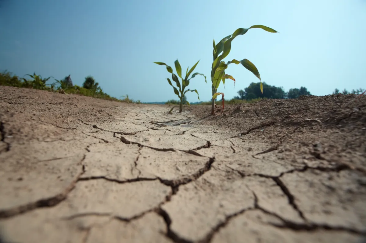 COP16: les sécheresses coûtent près de 300 milliards d’euros par an au monde, alerte l’ONU