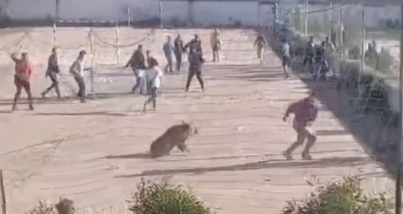 Vidéo: Des sangliers envahissent une école à Fès…