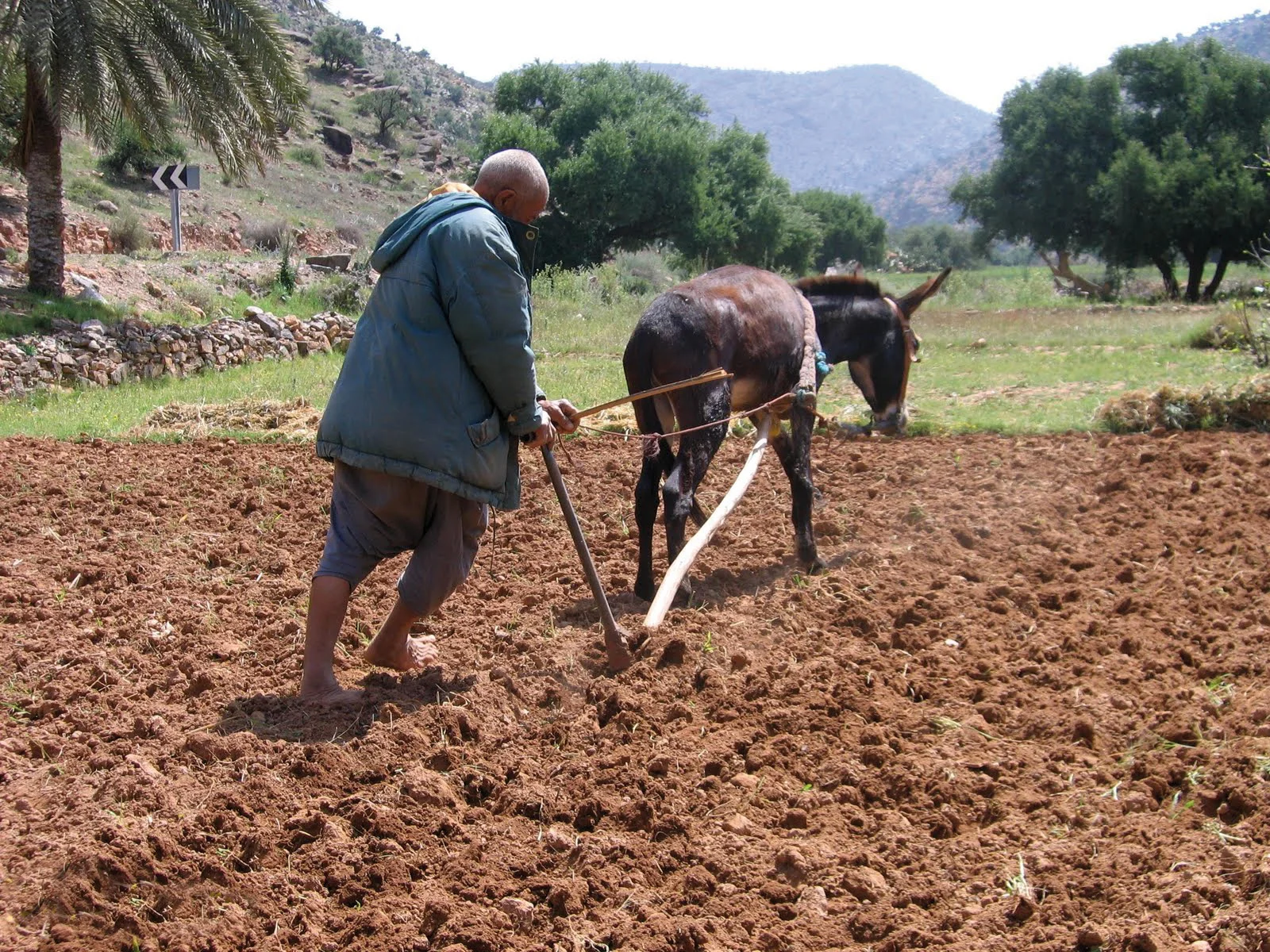 agriculteur maroc