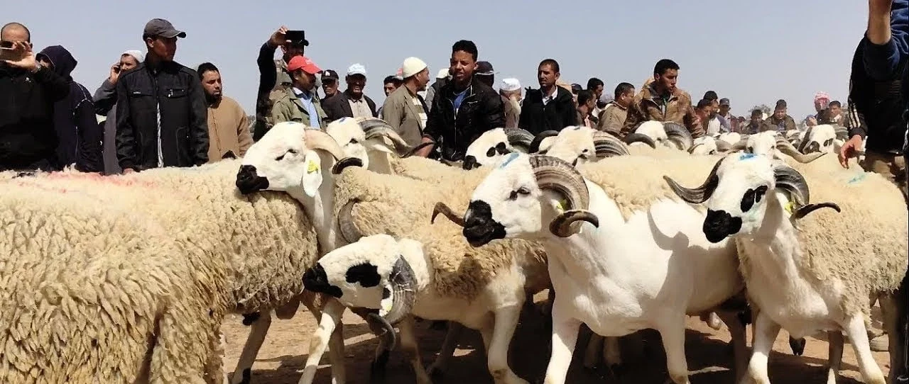 mouton cheptel