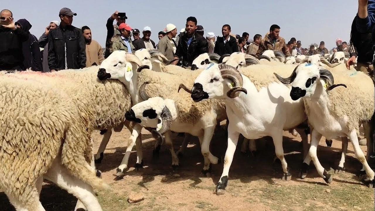 mouton cheptel
