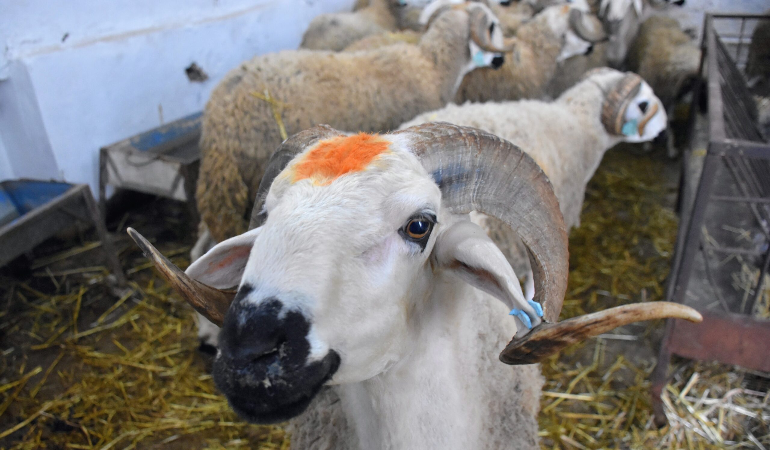 mouton Aïd al Adha cheptel