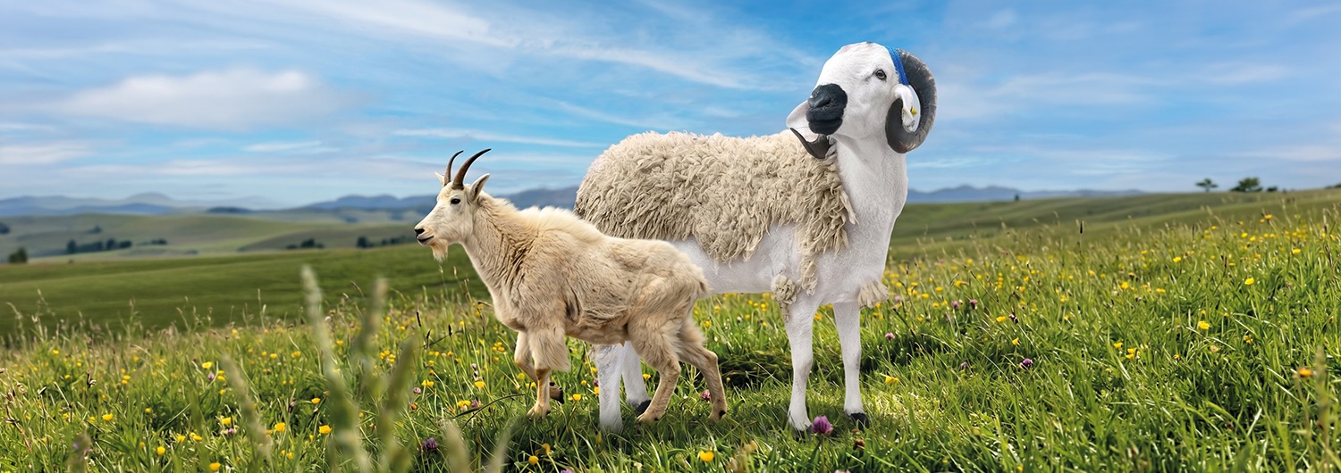 moutons édito