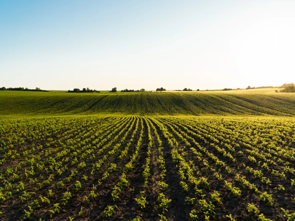 agriculture de conservation