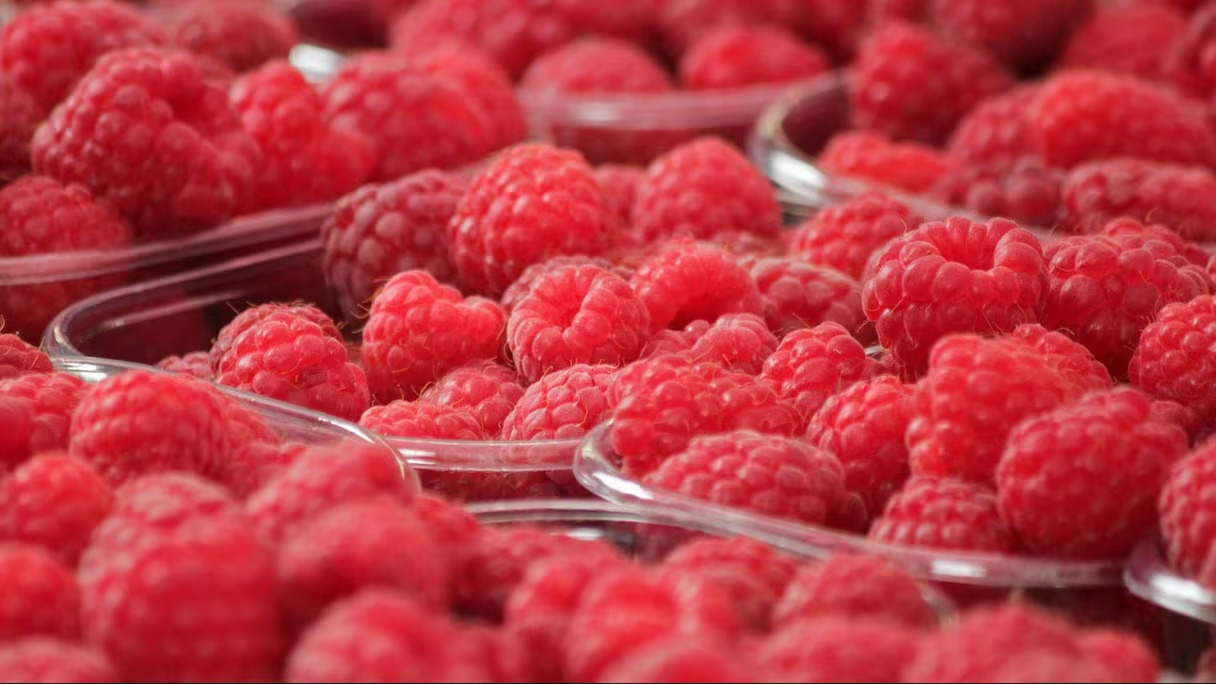 Fruits-rouges-framboises-maroc
