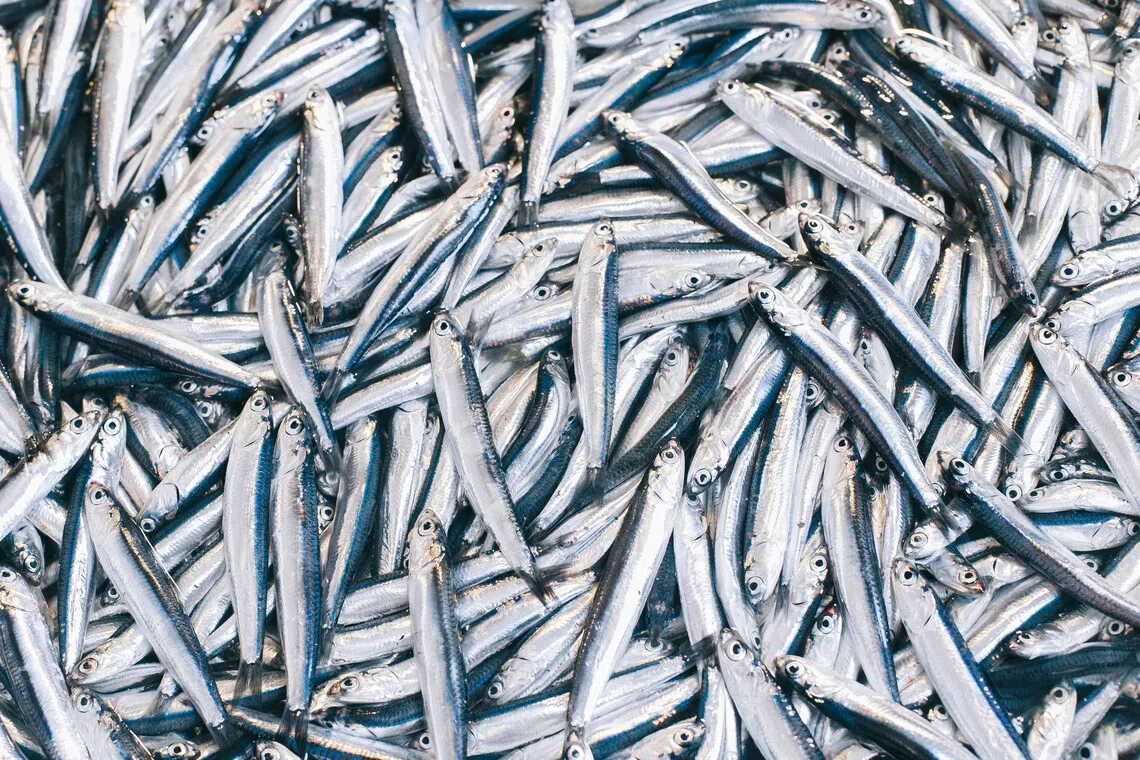 sardines