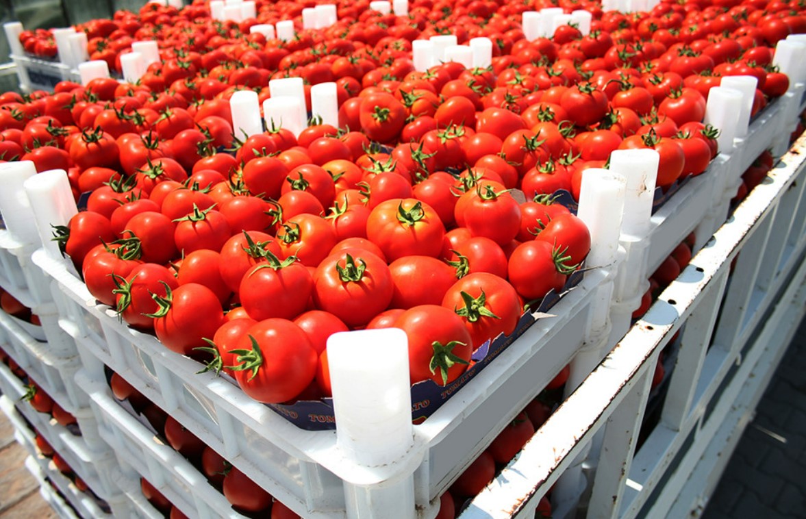 tomate maroc 2