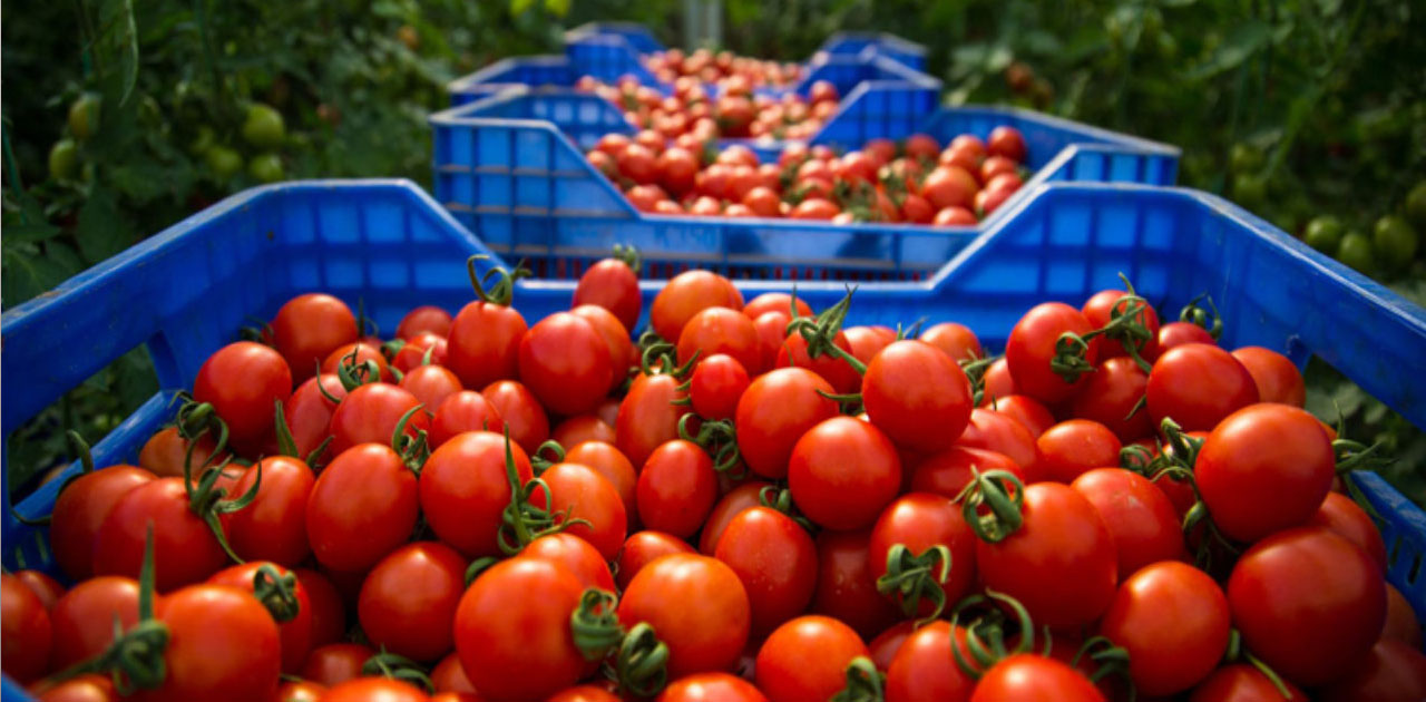 tomate maroc