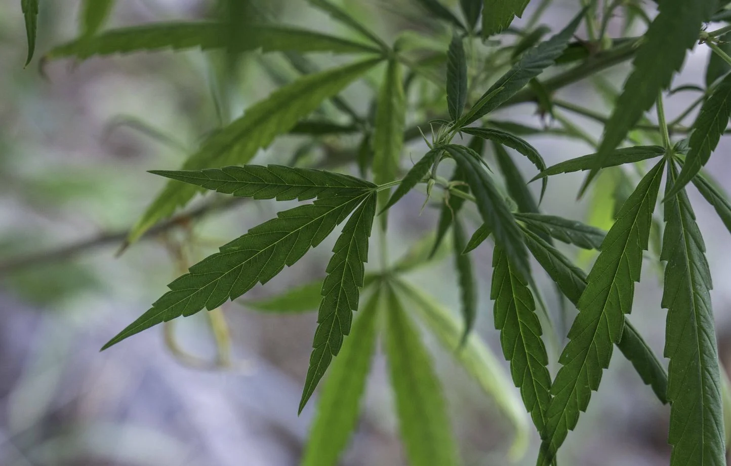 cannabis