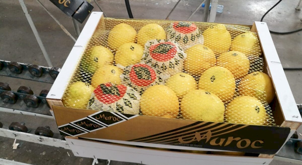 exportations marocaines citrons